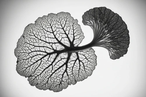 skeleton leaf,ginkgo leaf,angiography,foliate,petascale,angiograms,fig leaf,corylus,splenomegaly,handroanthus,arctium,plethysmograph,vastola,plant veins,fractal art,mammoth leaf,watermilfoil,ginkgo biloba,leafcutter,lungs,Photography,Black and white photography,Black and White Photography 01