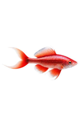 squirrelfish,red fish,dartfish,guardfish,razorfish,ornamental fish,goatfish,fishbase,snapfish,hawkfish,sockeye,salmonidae,krill,pikeminnow,wavelength,devilfish,fish in water,salmon red,finfish,cyprinid,Illustration,Children,Children 05