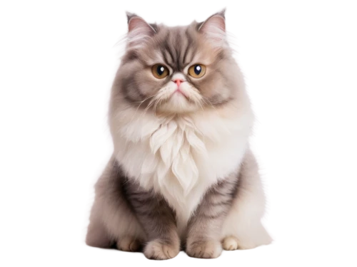 siberian cat,british longhair cat,himalayan persian,cat vector,birman,maincoon,cartoon cat,british shorthair,cats angora,breed cat,cat portrait,korin,felino,suara,scottish fold,drawing cat,cat look,snowbell,silver tabby,leontine,Conceptual Art,Sci-Fi,Sci-Fi 21