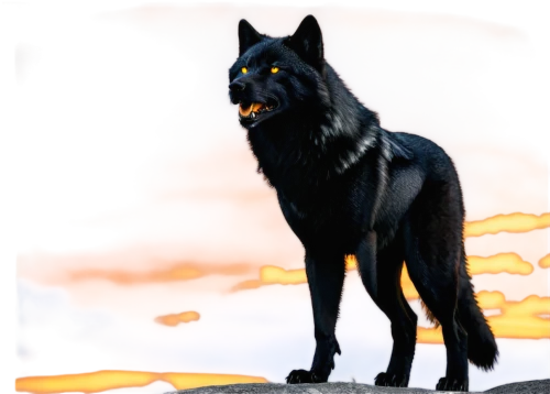 blackwolf,black shepherd,aleu,wolfsangel,wolfsfeld,european wolf,wolpaw,ravenpaw,fenrir,constellation wolf,schindewolf,howling wolf,shadowclan,wolfsschanze,skyclan,lycan,gray wolf,hellhound,wolstein,black german shepherd,Conceptual Art,Daily,Daily 05