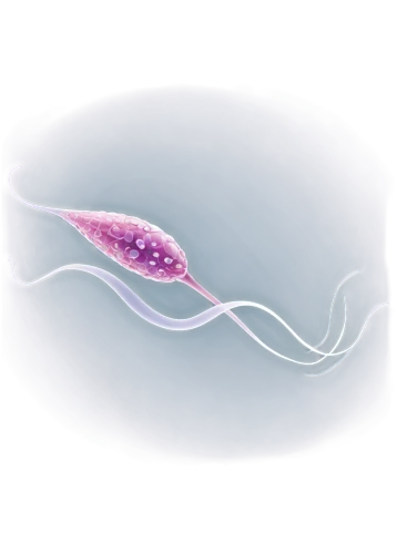spermatogonia,spermatogenesis,rotifer,spermatozoa,trypanosomes,spermatozoon,platyhelminthes,flagella,elegans,schistosoma,giardia,preimplantation,trypanosoma,pylori,ciliate,biosamples icon,paramecium,embryogenesis,vibrio,euglena,Conceptual Art,Sci-Fi,Sci-Fi 12