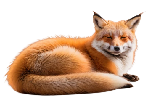 red fox,redfox,a fox,fox,the red fox,cute fox,vulpes vulpes,foxl,vulpes,foxxy,adorable fox,foxxx,renard,vulpine,garden-fox tail,foxpro,foxen,garrison,foxmeyer,foxe,Art,Classical Oil Painting,Classical Oil Painting 39