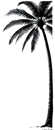 palm tree vector,palm tree silhouette,palm tree,palmtree,coconut tree,palm,coconut palm tree,palm leaves,palmtrees,palm fronds,palms,palm branches,wine palm,cartoon palm,palm trees,palm forest,palmera,palm silhouettes,palm pasture,tropical tree,Illustration,Black and White,Black and White 33