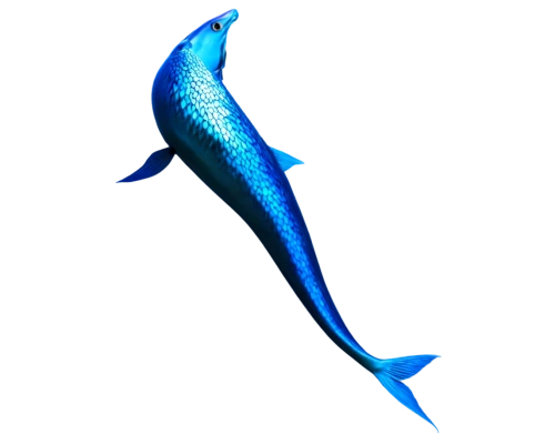 blue whale,blue fish,mesopelagic,blue stripe fish,barracuda,elasmosaurus,blueback,lanternfish,arowana,cetacea,leptocephalus,epipelagic,elegans,kokanee,benthopelagic,wireshark,coelacanth,arowanas,narwhal,tarpon,Photography,Documentary Photography,Documentary Photography 33