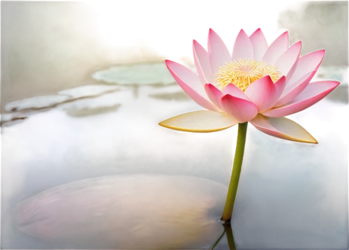 lotus on pond,pink water lily,water lily flower,water lily,blooming lotus,pond lily,pond flower,flower of water-lily,water lotus,waterlily,water lilly,lotus blossom,lotus flowers,large water lily,lotus flower,white water lily,pink water lilies,stone lotus,lotus pond,lotus ffflower,Conceptual Art,Oil color,Oil Color 11