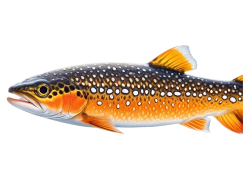 fjord trout,brooktrout,oncorhynchus,rainbow trout,trout breeding,kokanee,rapala,rasbora,etheostoma,topminnow,salmonidae,freshwater fish,salmoneus,killifish,fish oil,tenkara,weakfish,stickleback,smolt,pumpkinseed,Illustration,Realistic Fantasy,Realistic Fantasy 20