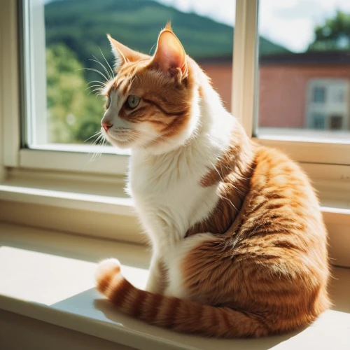 orange tabby cat,red tabby,orange tabby,windowsill,window sill,cat image,european shorthair,ginger cat,windowsills,calico cat,cattery,cat resting,cute cat,window curtain,miao,domestic cat,breed cat,open window,cat european,tabby cat,Photography,General,Realistic