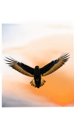 eagle silhouette,rapace,eagle vector,bird in flight,bird flying,soar,northern harrier,bird wing,steppe eagle,sea eagle,flying hawk,eagle,african fishing eagle,andean condor,black kite,wingbeats,cygnes,black hawk sunrise,bearded vulture,marsh harrier,Conceptual Art,Daily,Daily 28