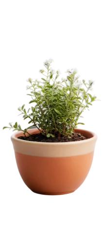 potted plant,pot plant,citronella,epilobium,androsace rattling pot,flower bowl,oregano,saliya,salsola,stylidium,garden cress,summer savory,small plant,garden pot,ikebana,epilobium angustifolium,arabidopsis,thyme,microstock,indoor plant,Illustration,Abstract Fantasy,Abstract Fantasy 09