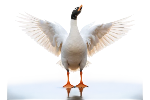 gooseander,bird png,gwe,dove of peace,shelduck,rockerduck,goose,seagle,megapode,uniphoenix,duck bird,gullfaks,garrison,nile goose,puffinus,seagull,garrisoned,peacocke,cygnes,orange gull,Photography,Fashion Photography,Fashion Photography 09