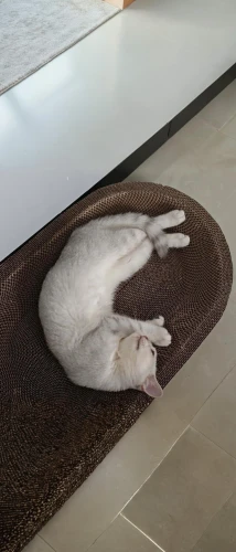 rug,white cat,underfloor,suara,doormat,gati,floor tiles,yoga mat,cat frame,ceramic floor tile,changing mat,scratcher,asanas,floor tile,snowbell,excluder,matras,vencat,bolster,siesta