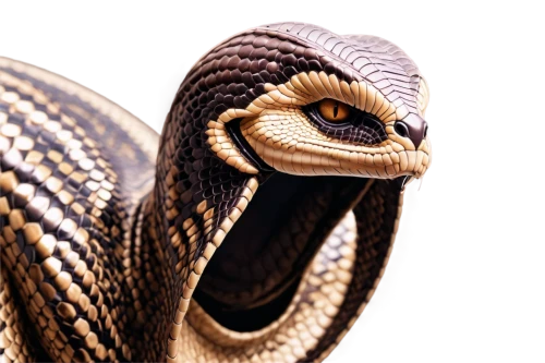 hypsilophodon,african house snake,king cobra,vipera,reticulatus,serpiente,thamnophis,emperor snake,venomous snake,boomslang,coachwhip,pointed snake,serpents,knake,serpent,repse,snakebit,troodontid,rat snake,liophis,Conceptual Art,Sci-Fi,Sci-Fi 30