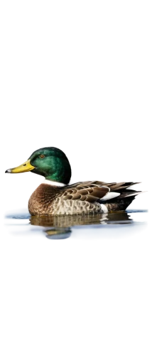 shoveler,canards,duck on the water,ducktail,garganey,goldeneye,pintail,brahminy duck,waterbird,sungrebe,schwimmvogel,bittern,cayuga duck,water bird,phalarope,grebe,swallow,female duck,diving bird,sapsucker,Illustration,American Style,American Style 11