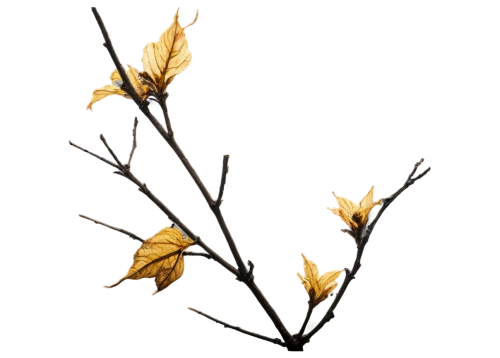 autumnalis,forsythia,dried wild flower,golden leaf,gold leaves,dried flower,gold flower,dried flowers,dried plant,golden flowers,hamamelis,lutea,flowers png,light of autumn,spikelets,solidago,flower gold,autumn flower,yellow leaves,branchflower,Illustration,Paper based,Paper Based 27