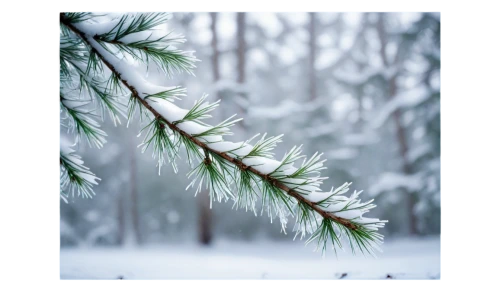 snow in pine trees,snow in pine tree,snowflake background,fir needles,winter background,fir-tree branches,christmas snowy background,spruce needles,fir forest,frostiness,winter forest,fir branches,pine needle,fir trees,snow trees,fir tree,snow tree,pine branches,snowy tree,pine needles,Illustration,Vector,Vector 11