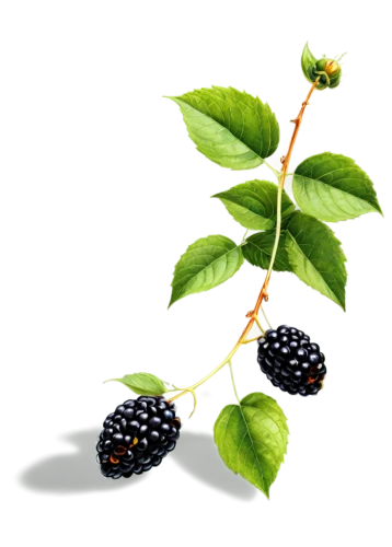 black berries,berries,wild berries,blackberries,berry fruit,fruits plants,mulberries,blackberrys,black currants,ripe berries,dewberry,garden berry,lingonberries,wolfberries,elder berries,strawberry plant,moras,elderberries,rubus,raspberry leaf,Conceptual Art,Fantasy,Fantasy 05