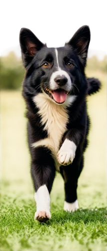 welsh cardigan corgi,dog running,running dog,border collie,corgi,welsh corgi,the pembroke welsh corgi,collie,welschcorgi,pembroke welsh corgi,cheerful dog,ein,dog shetland sheepdog,shetland sheepdog tricolour,shetland sheepdog,corgis,garrison,dogana,dog frame,puppy shetland sheepdog,Illustration,Realistic Fantasy,Realistic Fantasy 08