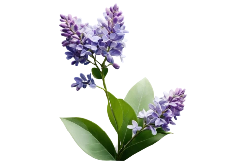 lavender flower,small-leaf lilac,hyacinthoides,the lavender flower,lilac flower,blue grape hyacinth,lavender flowers,vitex,flowers png,lilac flowers,hyacinthus,hyssop,hyacinths,blue flower,milkwort,vervain,blue bonnet,lilacs,blue flowers,grape hyacinth,Photography,Documentary Photography,Documentary Photography 15