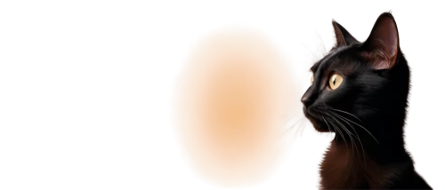 firecat,ravenpaw,fireheart,shadowclan,cat portrait,drawing cat,cat vector,firestar,riverclan,windclan,pet portrait,bluestar,bastet,shadowcat,sissel,digital painting,tigerstar,starclan,the cat,graystripe,Photography,Documentary Photography,Documentary Photography 19