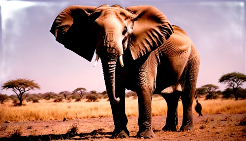 african elephant,african bush elephant,samburu,water elephant,olifant,oliphant,tusker,amboseli,pejeta,tsavo,javani,etosha,ruaha,serengeti,elefante,elephas,okavango,isiolo,elephant,triomphant,Photography,Documentary Photography,Documentary Photography 02