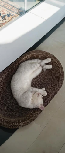 white cat,suara,cat sleeping on back,cat frame,sleeping cat,hanging cat,kitten asleep in a pot,catnap,cat resting,beautiful cat asleep,worldcat,snowbell,supercat,catto,cat image,skymall,vencat,gati,seat cushion,asanas