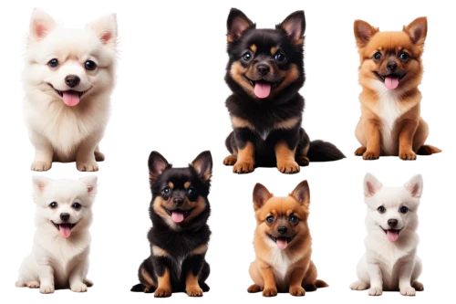 dog breed,dog pure-breed,corgis,pomeranians,alsatians,color dogs,canines,crossbreed,chihuahuas,collies,the pembroke welsh corgi,akitas,caninus,mixed breed,chiens,mixed breed dog,icon set,heelers,honden,terriers,Illustration,Realistic Fantasy,Realistic Fantasy 25