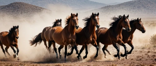 wild horses,wildhorse,horse herd,quarterhorses,wild horse,racehorses,arabian horses,beautiful horses,equines,warhorses,horses,equine,horse running,stampeding,caballos,horse herder,brumbies,horseracing,arabians,chevaux