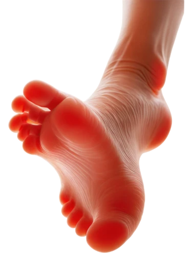 foot reflexology,reflex foot kidney,reflex foot sigmoid,polyneuropathy,neuroma,foot reflex,foot reflex zones,metatarsal,neuropathy,foot model,navicular,dorsiflexion,podiatry,reflex foot esophagus,reflexology,thrombophlebitis,supination,hindfoot,foot,the foot,Illustration,Black and White,Black and White 01