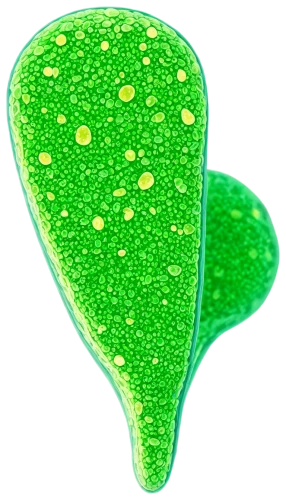 chloropaschia,stomata,microsporum,chloroplasts,chloroplast,ginkgo leaf,microalgae,spring leaf background,ovule,paramecium,sporangium,pentachlorophenol,chloroprene,chlorophyta,nepenthaceae,vacuolar,euglena,custody leaf,arabidopsis,leaf structure,Illustration,Paper based,Paper Based 16