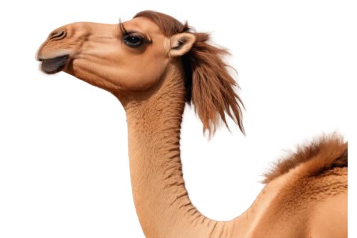 male camel,camel,dromedary,camelus,dromedaries,two-humped camel,camel joe,camelid,vicuna,camelopardalis,nazari,camelpox,dik,bamana,guanaco,camels,llambi,portrait animal horse,turkomen,llambias,Photography,Fashion Photography,Fashion Photography 09