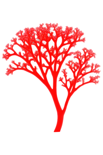 red tree,poinciana,deep coral,flourishing tree,soft coral,cockspur coral tree,coral,gorgonian,tangerine tree,coral red,strawberry tree,apfelbaum,baum,parmeliaceae,root chakra,acer japonicum,the japanese tree,desert coral,lauraceae,coral charm,Photography,Black and white photography,Black and White Photography 06