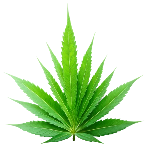 huana,green wallpaper,cannabidiol,green leaf,patrol,leaf background,custody leaf,mape leaf,tetrahydrocannabinol,cannabidio,green plant,tropical leaf,green energy,pokok,greenleft,greeniaus,endocannabinoid,palm leaf,cbd oil,ganja,Art,Classical Oil Painting,Classical Oil Painting 33