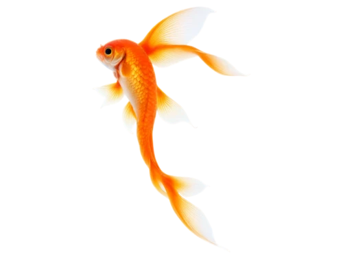 koi fish,koi,swordtail,artemia,goatfish,garridos,flabellina,goldfish,guardfish,karp,small fish,firedancer,red fish,flame spirit,dartfish,aquatic herb,fish,cavefish,playfish,koi carps,Illustration,Realistic Fantasy,Realistic Fantasy 10