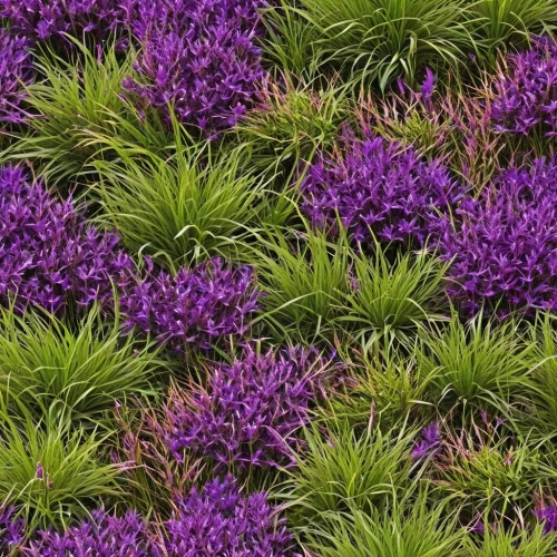 wall,lavandula,lavander,purple wallpaper,ground cover,defends,lavender flowers,purple flowers,defend,wavelength,verbena,navarretia,senetti,lavendar,myristicaceae,calluna,polygala,lavender cultivation,lavender bunch,crocuses,Illustration,Abstract Fantasy,Abstract Fantasy 10