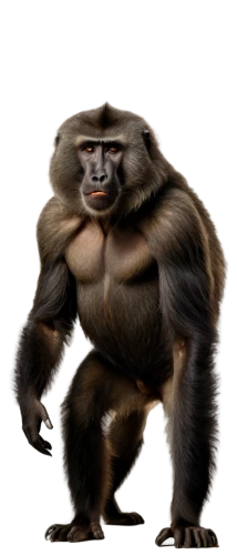 virunga,palaeopropithecus,ape,prosimian,simian,gimlin,shabani,apeman,hominick,haramirez,primate,cercopithecus,pygmaeus,macaco,mwonzora,chimpanzee,gorilla,mammalian,koggala,propithecus,Art,Artistic Painting,Artistic Painting 02