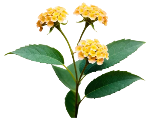 ixora,asclepias,osmanthus,ardisia,euphorbia,orange blossom,viburnum,jasmine flower,gold flower,lemon flower,golden flowers,orange flowers,smilax,neroli,orange jasmine,orange flower,flower gold,jasmine flowers,golden candle plant,hypericum,Illustration,Retro,Retro 25