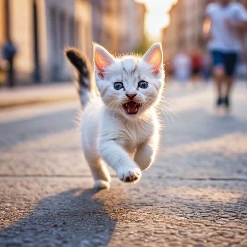 street cat,white cat,leap for joy,cat european,cute cat,pounce,running fast,funny cat,little girl running,cat image,scampering,outrunning,kitten,supercat,feral cat,cat,stray kitten,leaper,run,alleycat,Photography,General,Realistic