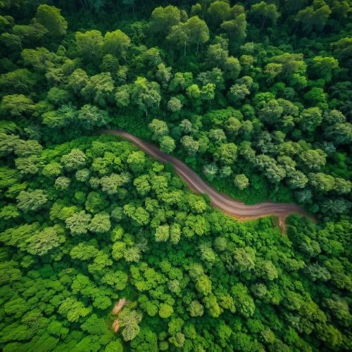 green forest,forest road,forests,germany forest,green trees,green landscape,green wallpaper,from the air,ore mountains,aerial landscape,winding roads,the forests,aerial shot,tree tops,winding road,tree lined,khandala,tropical forest,forested,thamarassery,Photography,General,Realistic
