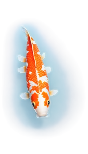 koi,koi fish,koi carps,swordtail,salmonid,sanma,arowanas,hawkfish,squirrelfish,koi pond,small fish,snapfish,glassfish,guardfish,salmonidae,arowana,wrasse,etheostoma,killifish,goatfish,Illustration,Realistic Fantasy,Realistic Fantasy 45