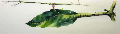 suspended leaf,woman hanging clothes,hanging plant,gum leaves,fabric painting,dried leaves,green tree,watercolor tree,jianying,hanging plants,hanging willow,tree leaves,tree leaf,watercolor leaves,watercolour leaf,zuoying,green folded paper,cloves schwindl inge,benglis,painted tree,Illustration,Paper based,Paper Based 07