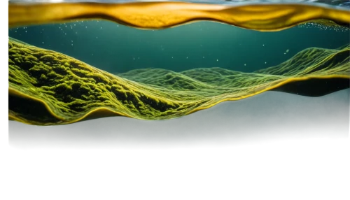 cyanobacteria,microalgae,fluid flow,phytoplankton,water surface,macroalgae,thermocline,subsurface,underwater background,superfluid,biofilm,hydrodynamic,zostera,underwater landscape,xylem,hydrosphere,countercurrent,oil in water,fluid,coliform,Conceptual Art,Oil color,Oil Color 12