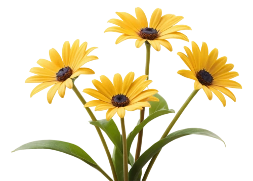 yellow gerbera,coreopsis,yellow daisies,rudbeckia,flowers png,sunflower lace background,helenium,yellow cosmos,yellow calendula flower,flower background,yellow petals,sun flowers,helianthus,sun daisies,yellow flower,yellow flowers,rudbeckia fulgida,yellow chrysanthemum,african daisy,flower wallpaper,Photography,Fashion Photography,Fashion Photography 02