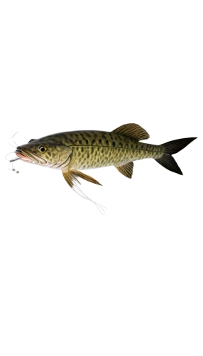 muskellunge,etheostoma,mosquitofish,fjord trout,rasbora,micropterus,rapala,gudgeon,killifish,esox,pickerel,common carp,walleyes,zebrafish,oncorhynchus,freshwater fish,notropis,pike,polypterus,muskie,Illustration,Paper based,Paper Based 19