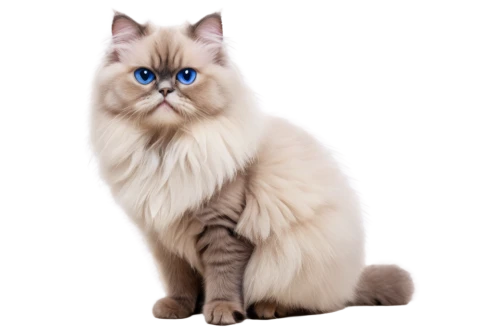 birman,blue eyes cat,cat with blue eyes,himalayan persian,korin,snowbell,british longhair cat,siamese cat,thunderclan,patronus,jayfeather,bubastis,cat vector,riverclan,ragdoll,light fur,white cat,cartoon cat,siberian cat,siamese,Art,Artistic Painting,Artistic Painting 36