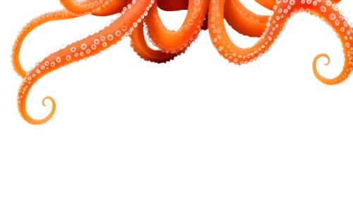 garrisoned,garrisons,garrisoning,octopus vector graphic,orang,garridos,garriott,orange,tentacled,defence,orangish,garrison,tentacular,fun octopus,orangy,diwali background,cnidaria,bright orange,cephalopod,sea anemone,Illustration,Black and White,Black and White 13