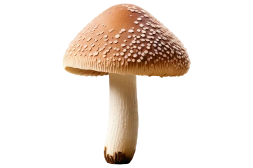 amanita,milkcap,gymnopilus,mushroom type,conocybe,forest mushroom,basidiomycota,clitocybe,basidiomycete,yoshitake,mushroom,cubensis,agaricaceae,inocybe,psilocybin,mushroom landscape,pluteus,mycena,small mushroom,tylopilus,Photography,Documentary Photography,Documentary Photography 17