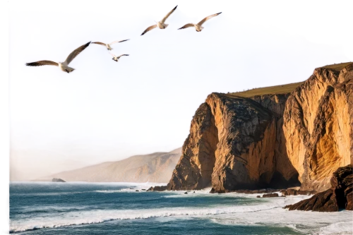 flying sea gulls,cliffs ocean,windows wallpaper,bird island,seagull in flight,cliff coast,western striped albatros,seabirds,bixby bridge,gaviotas,clifftops,brown pelican,birds in flight,coastal landscape,pelicans,nature background,landscape background,background view nature,cliffs,cliffsides,Photography,Documentary Photography,Documentary Photography 05