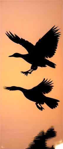 birds in flight,bird flight,flying birds,eagle silhouette,wingbeats,birds flying,herons,crested terns,flying geese,egrets,cygnes,phoenixes,animal silhouettes,bird wing,feathered race,corvids,crows,white storks,rapace,jet and free and edited,Illustration,Abstract Fantasy,Abstract Fantasy 16