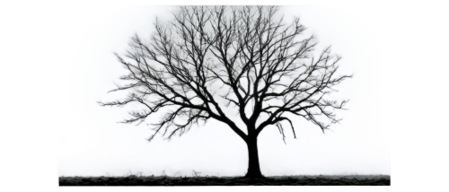 isolated tree,tree silhouette,old tree silhouette,arbre,tree thoughtless,bare tree,leafless,winter tree,deciduous tree,lone tree,creepy tree,a tree,albero,lonetree,birch tree background,tree,arboreal,the branches of the tree,tree white,small tree,Illustration,Black and White,Black and White 06