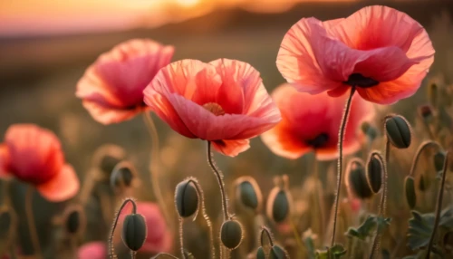 poppy flowers,tulip background,poppies,red poppies,flower background,poppy fields,flower in sunset,flower wallpaper,mohn,pink poppy,a couple of poppy flowers,poppy field,poppy flower,corn poppies,red tulips,klatschmohn,red poppy,field of poppies,pink tulips,floral digital background